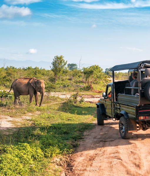Wildlife Safari