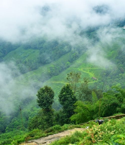 Darjeeling Getaway